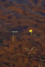 Utricularia inflata