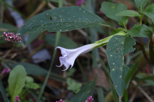 Datura stramonium