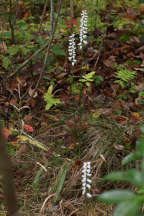 Spiranthes bightensis