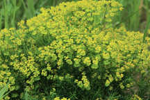 Euphorbia esula