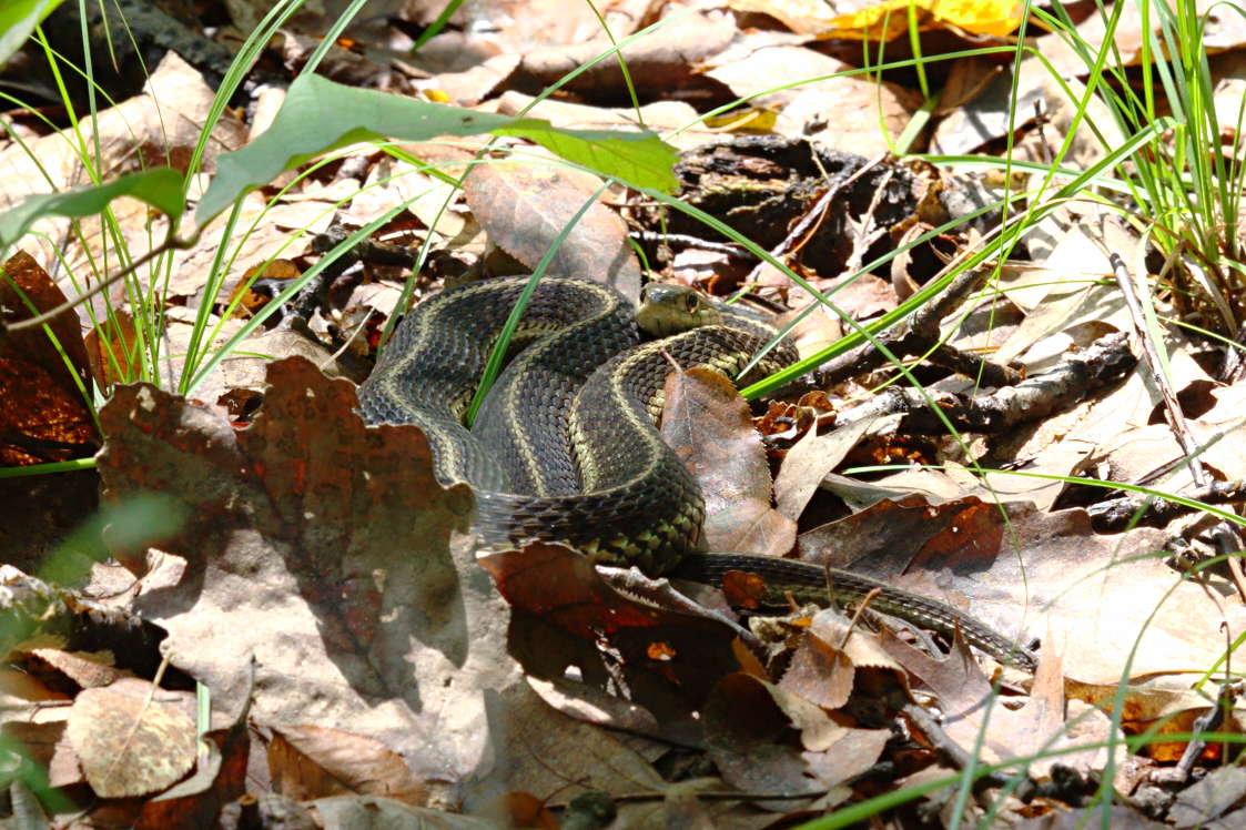Eastern Ribbon Snake