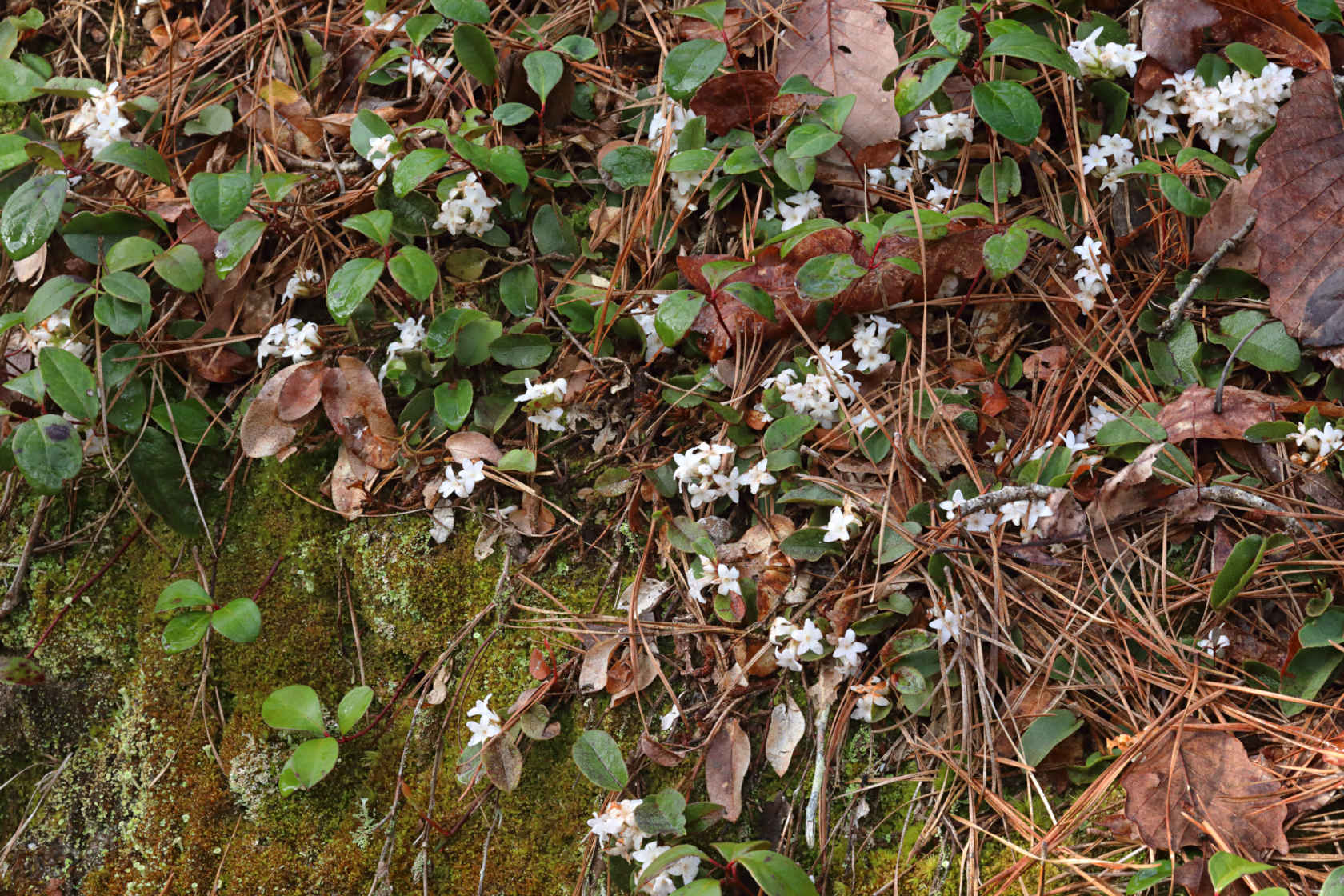 Trailing Arbutus