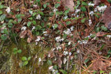 Epigaea repens