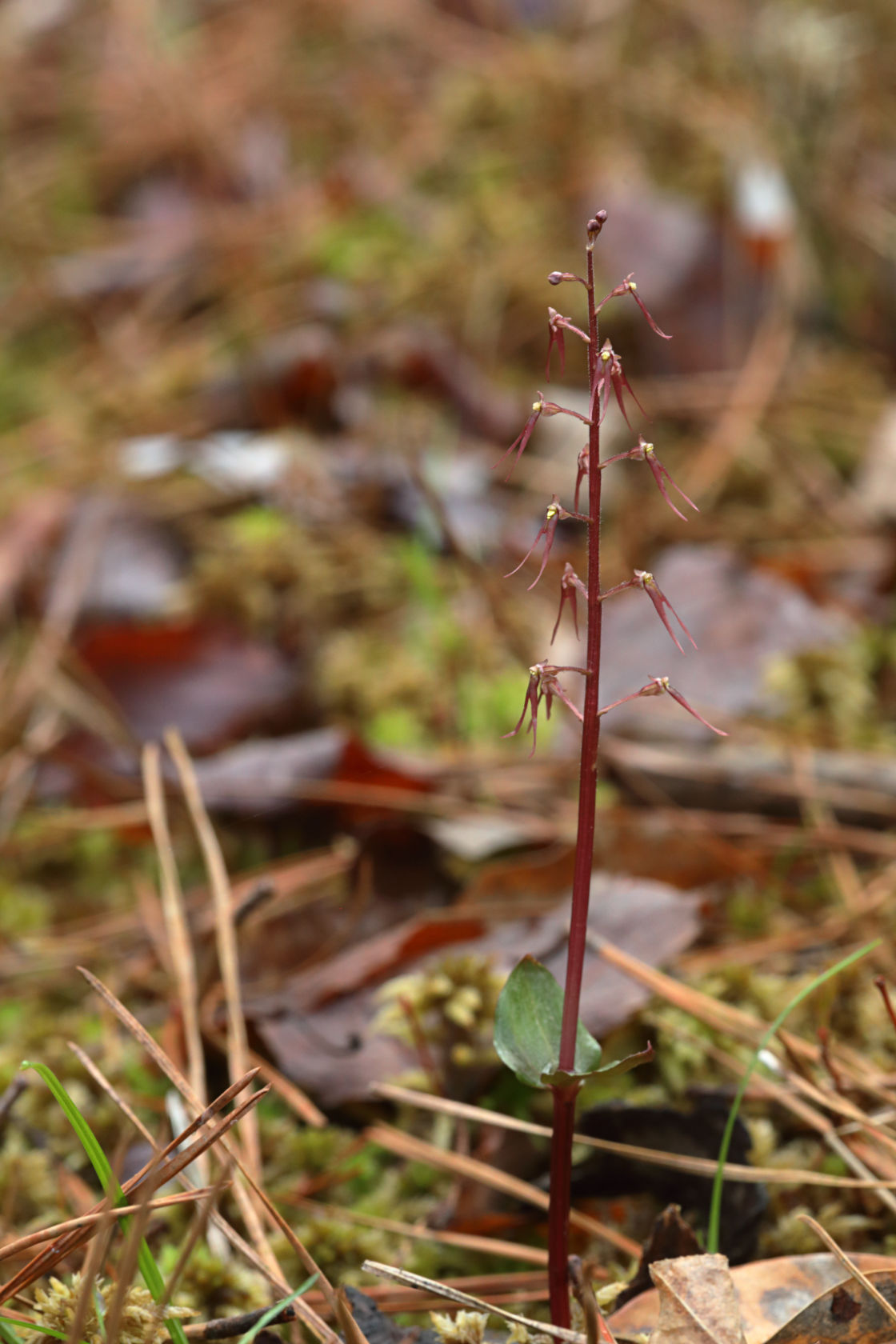 Southern Twayblade
