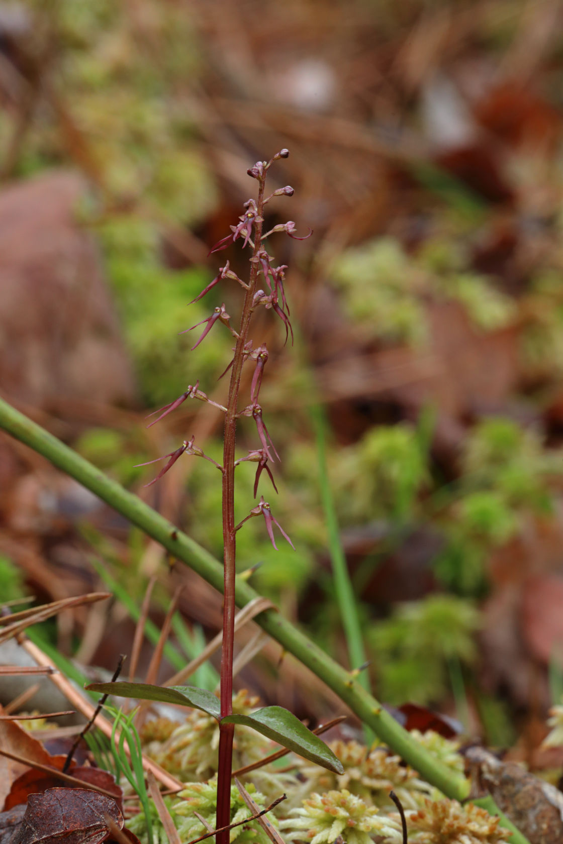 Southern Twayblade