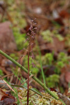 Listera australis