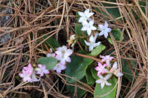 Epigaea repens