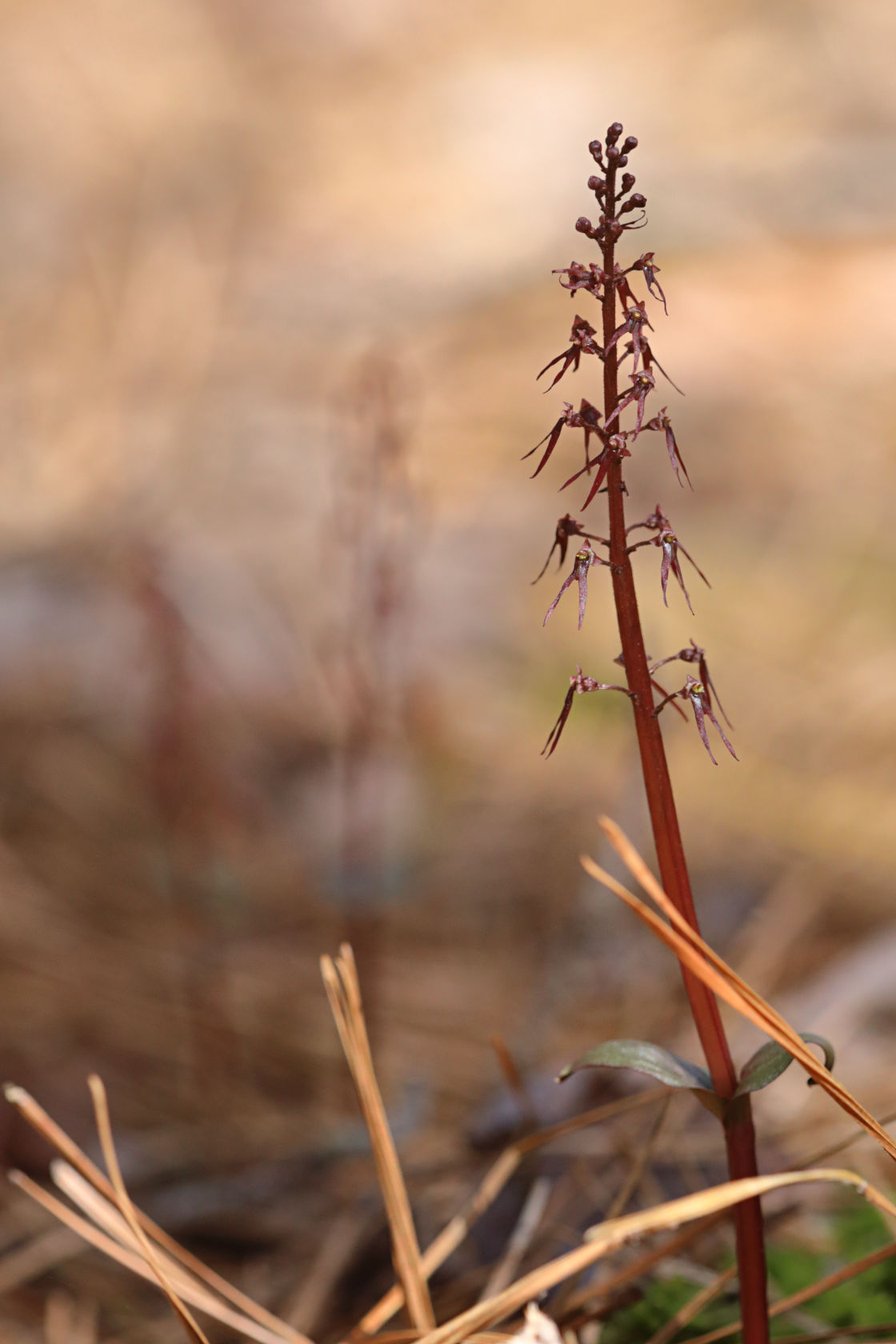 Southern Twayblade
