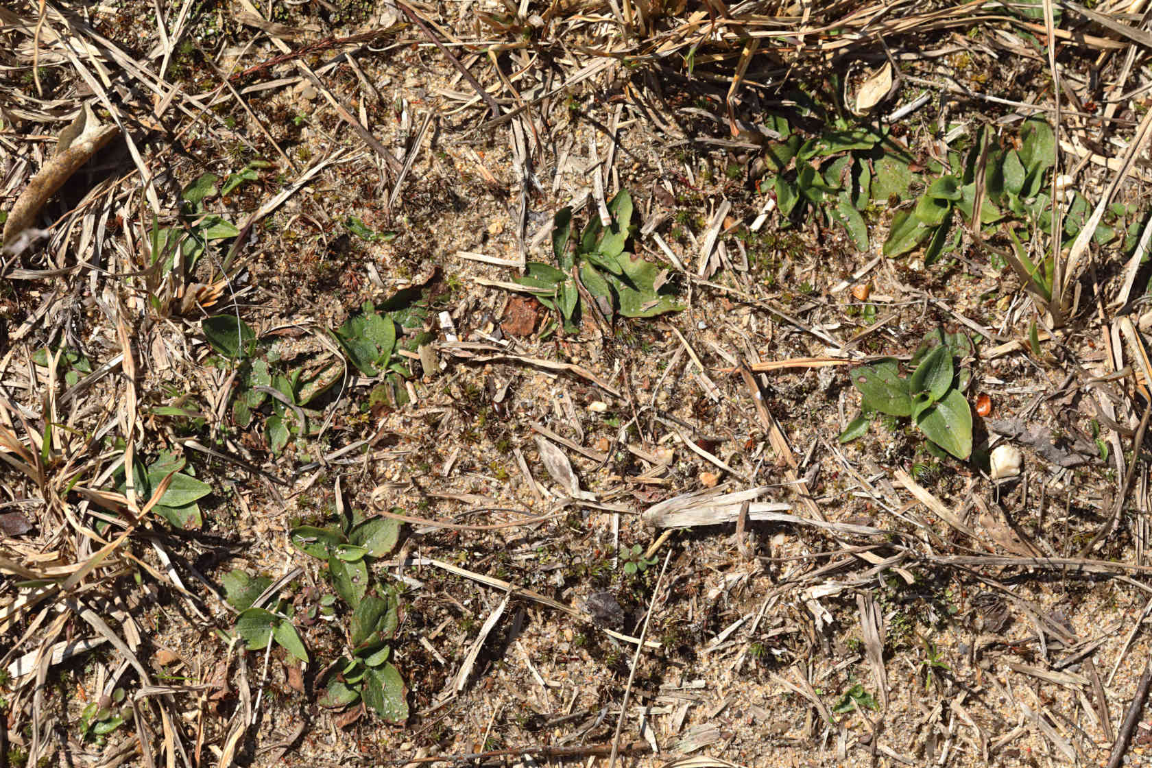 Little Ladies' Tresses