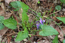 Viola sagittata