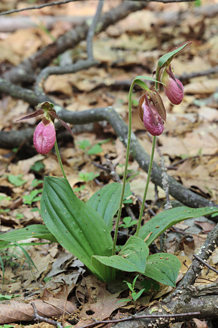 Pink Lady's Slipper
