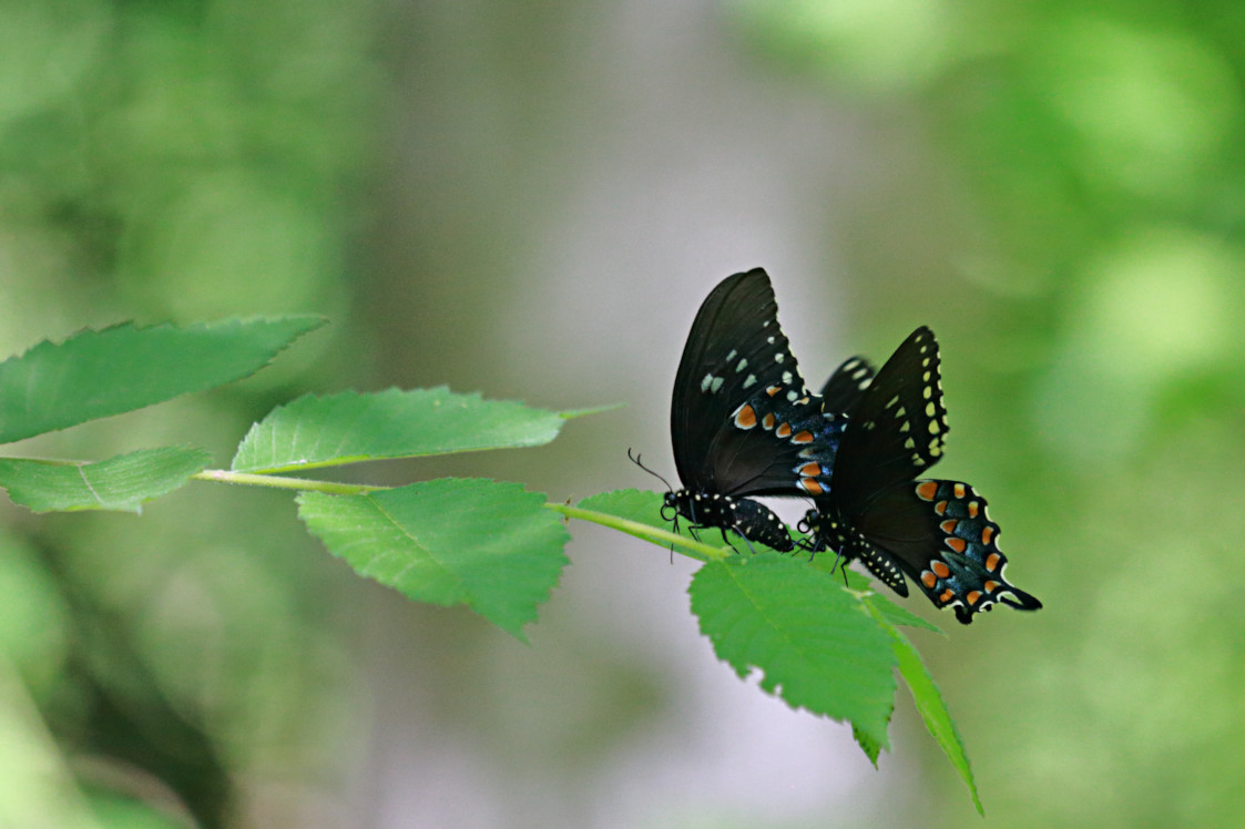 Spicebush Swallowtail