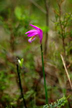 Arethusa bulbosa