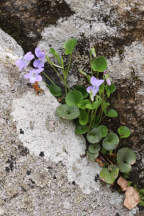 Viola conspersa