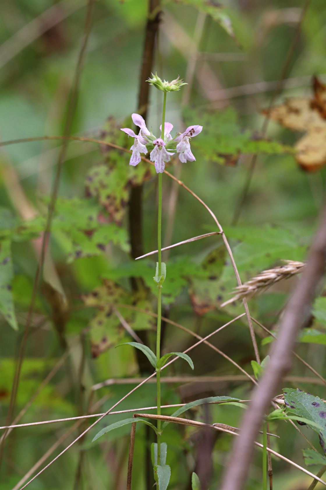 Hyssop Hedge-Nettle