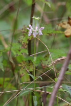Stachys hyssopifolia var. hyssopifolia