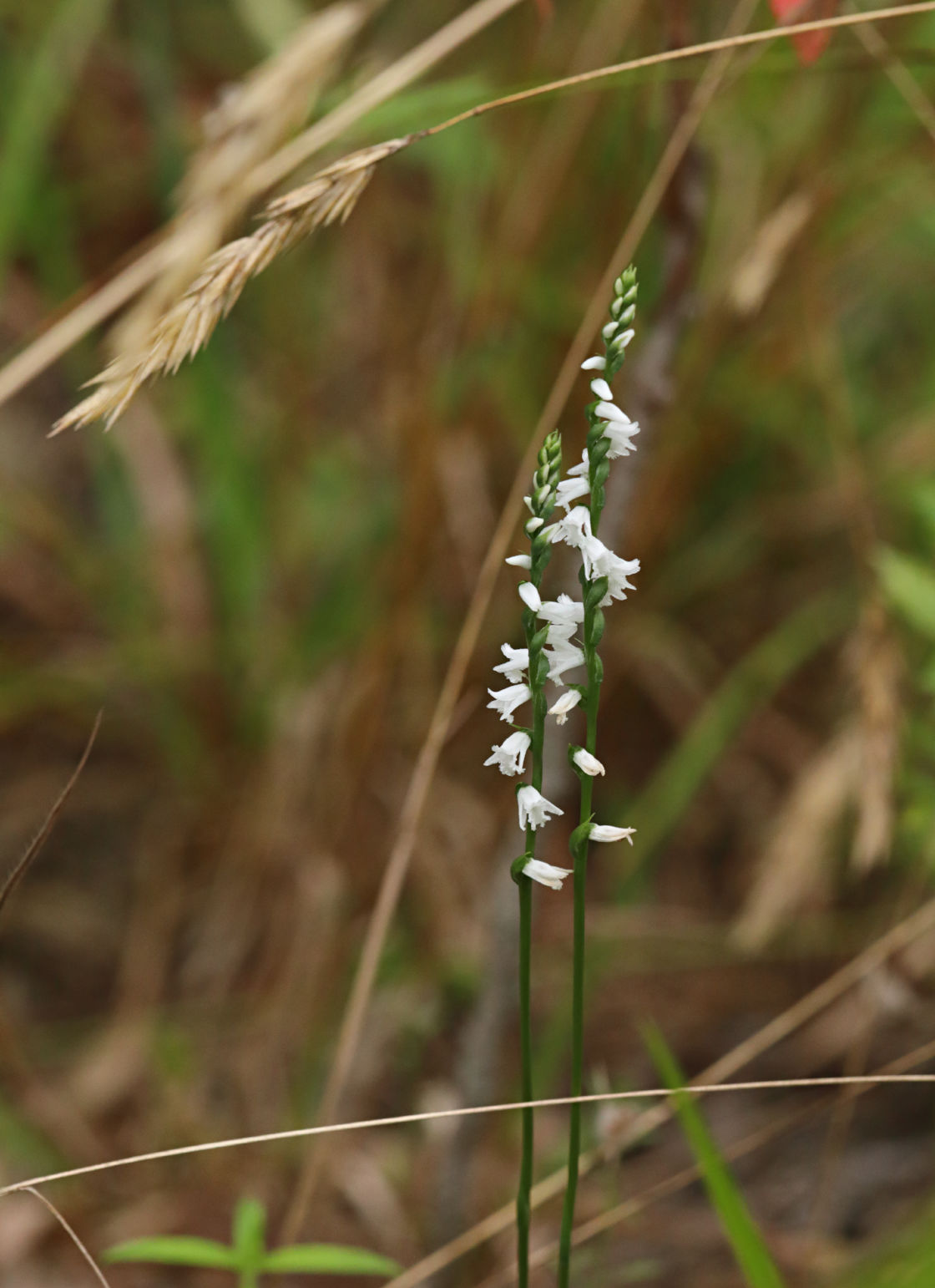 Little Ladies' Tresses