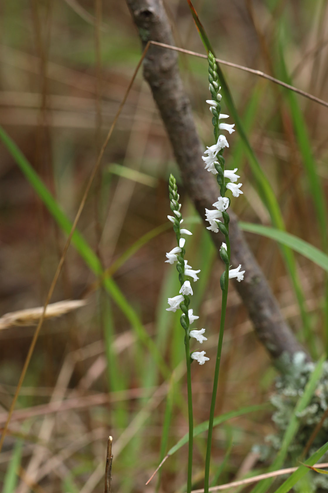 Little Ladies' Tresses