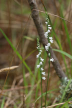 Spiranthes tuberosa