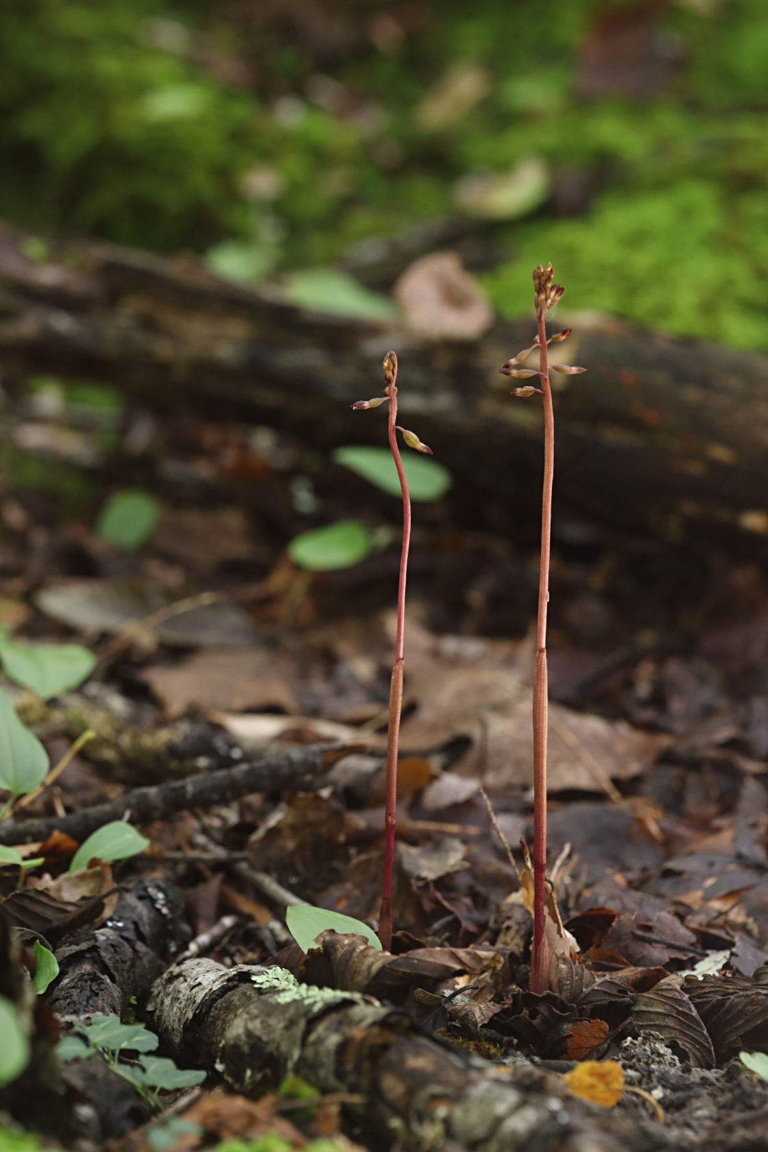 Autumn Coralroot