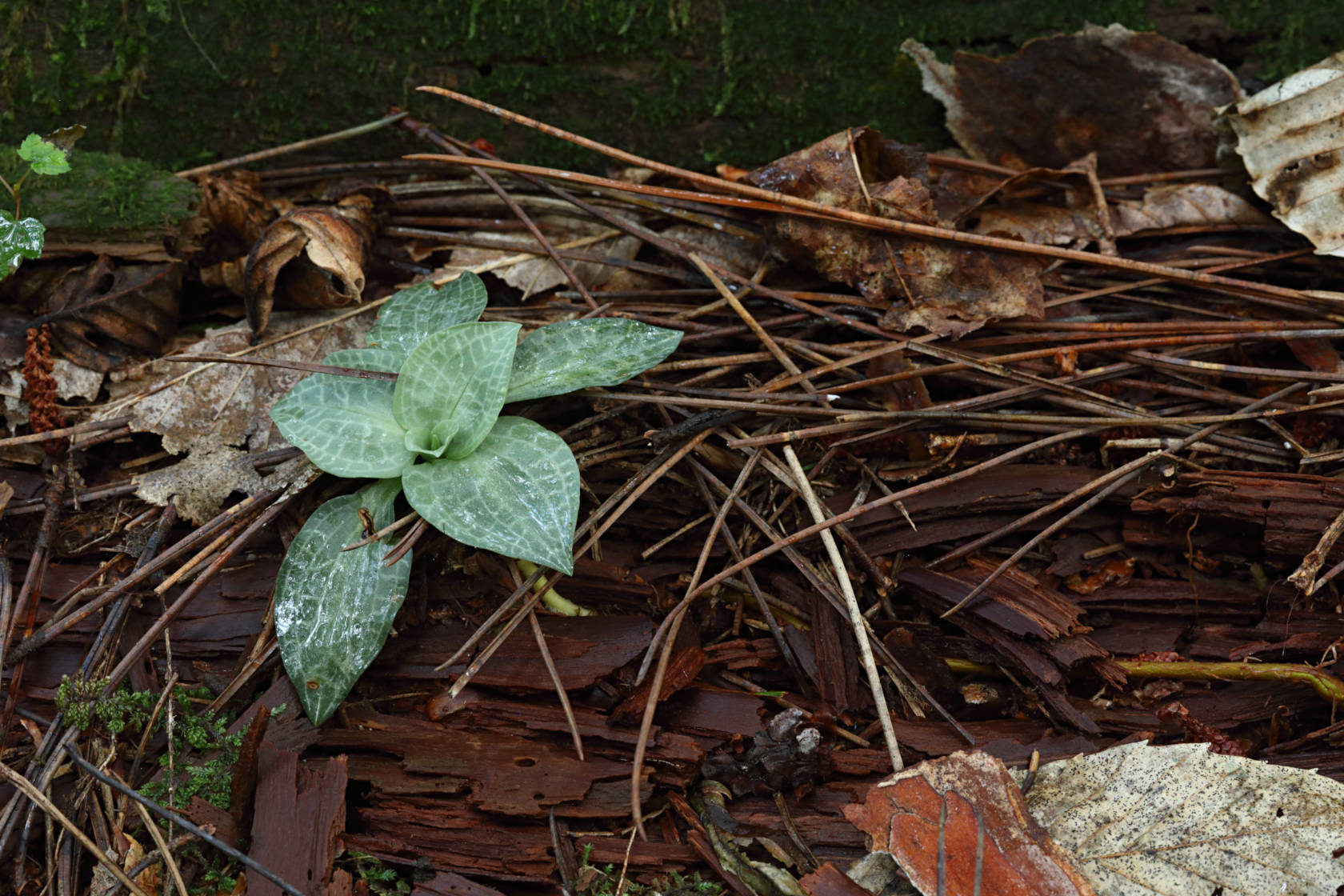 Checkered Rattlesnake Plantain