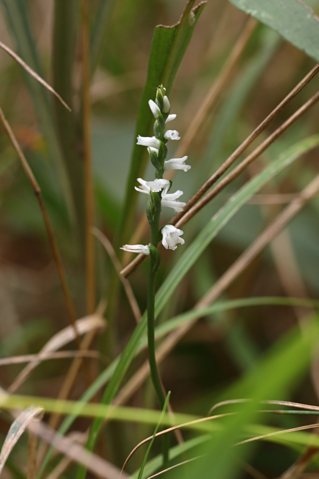 Little Ladies' Tresses