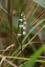 Spiranthes tuberosa
