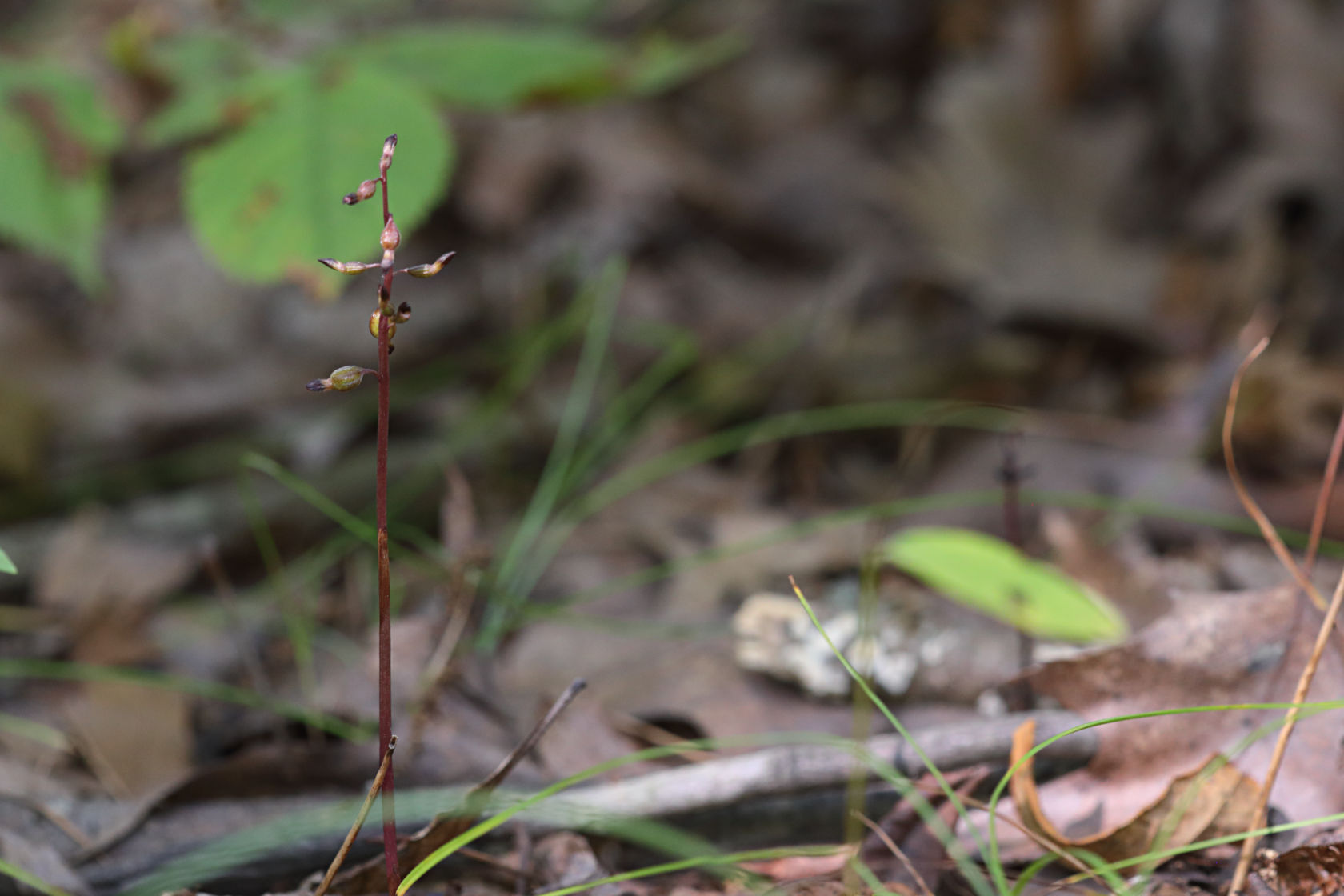 Autumn Coralroot