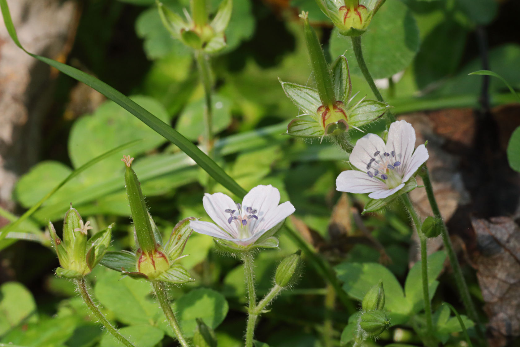 Dewdrop Cranesbill