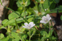 Geranium thunbergii