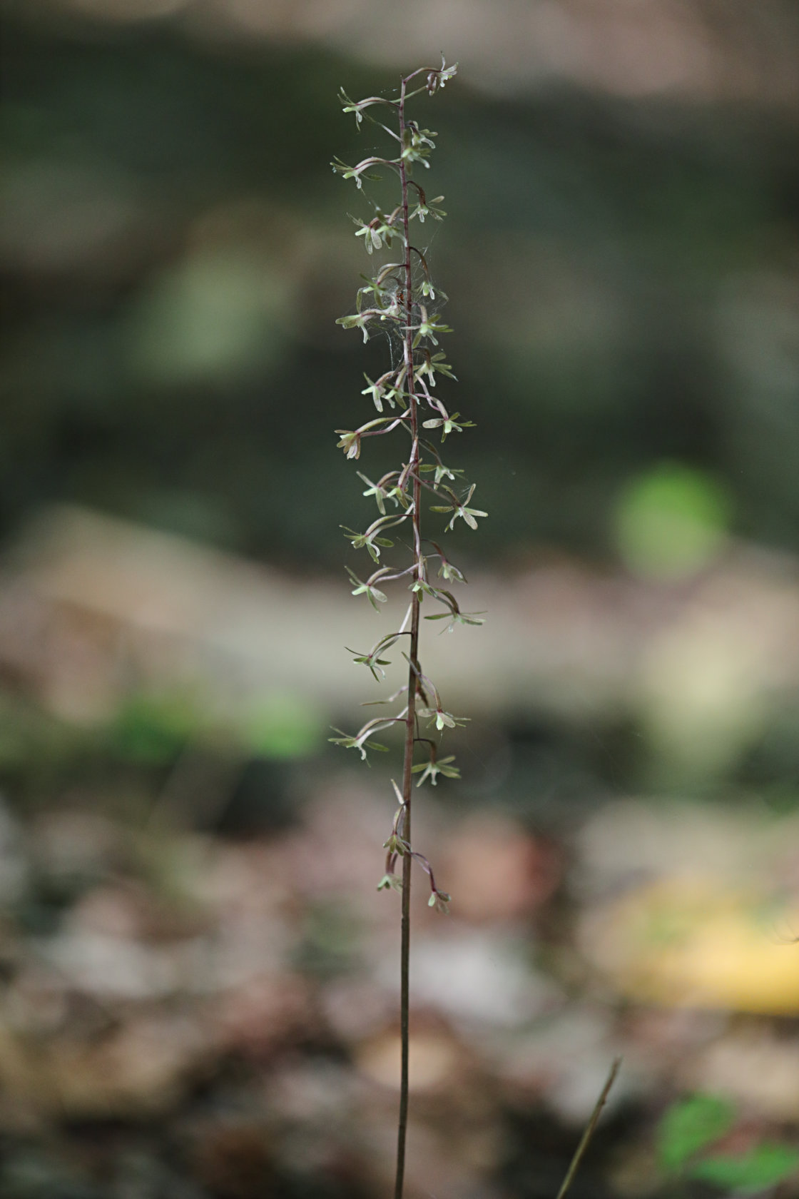 Cranefly Orchid