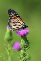 Monarch Butterfly on Bull Thistle