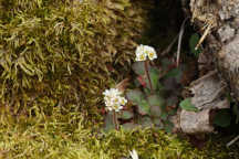 Saxifraga virginiensis