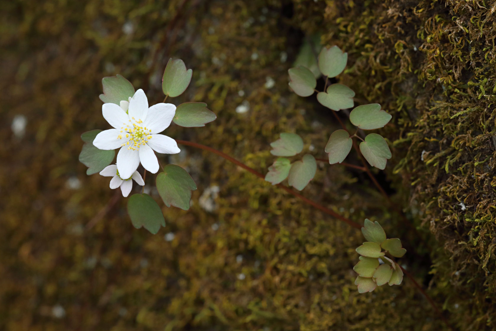 Rue Anemone