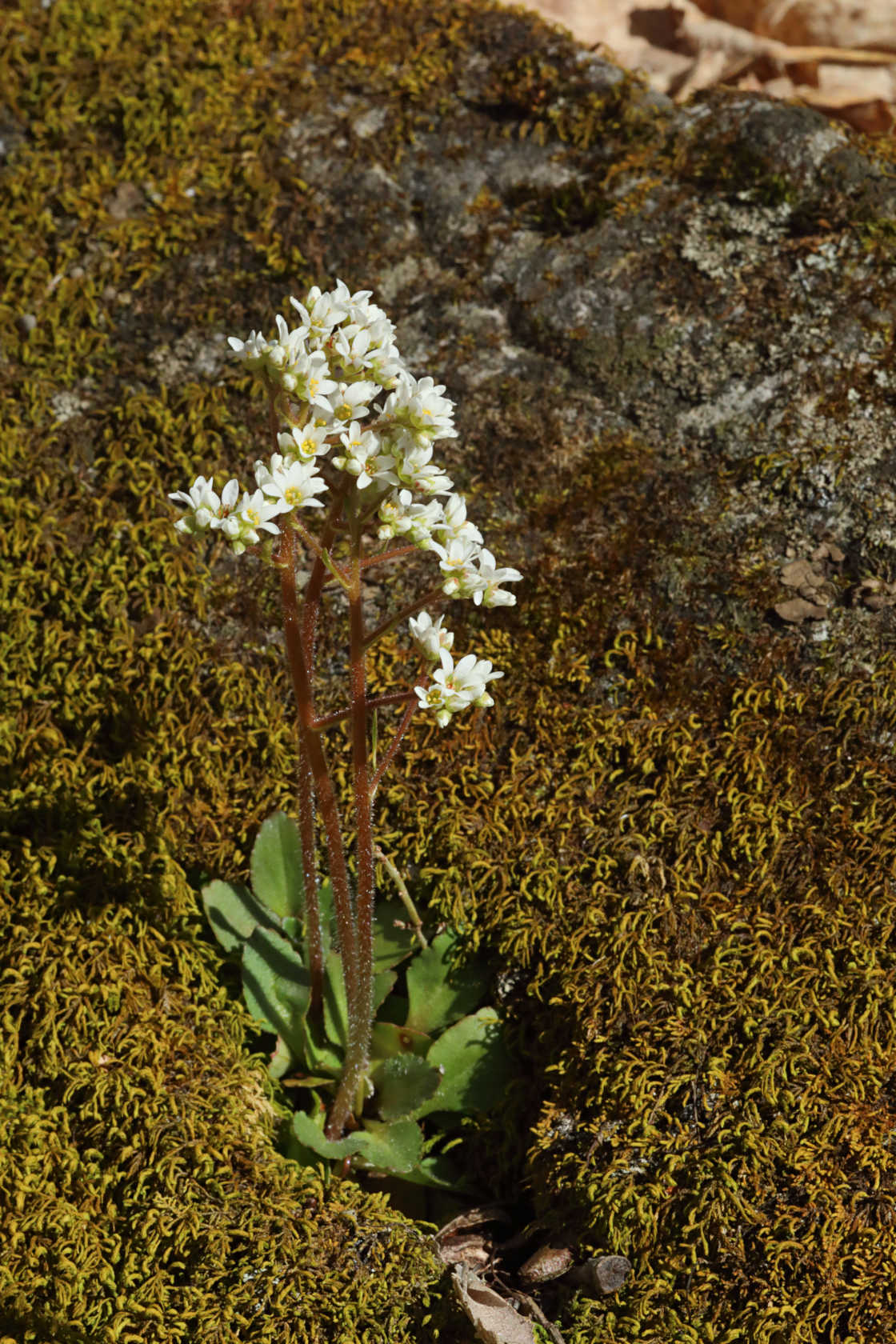 Early Saxifrage