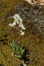 Saxifraga virginiensis
