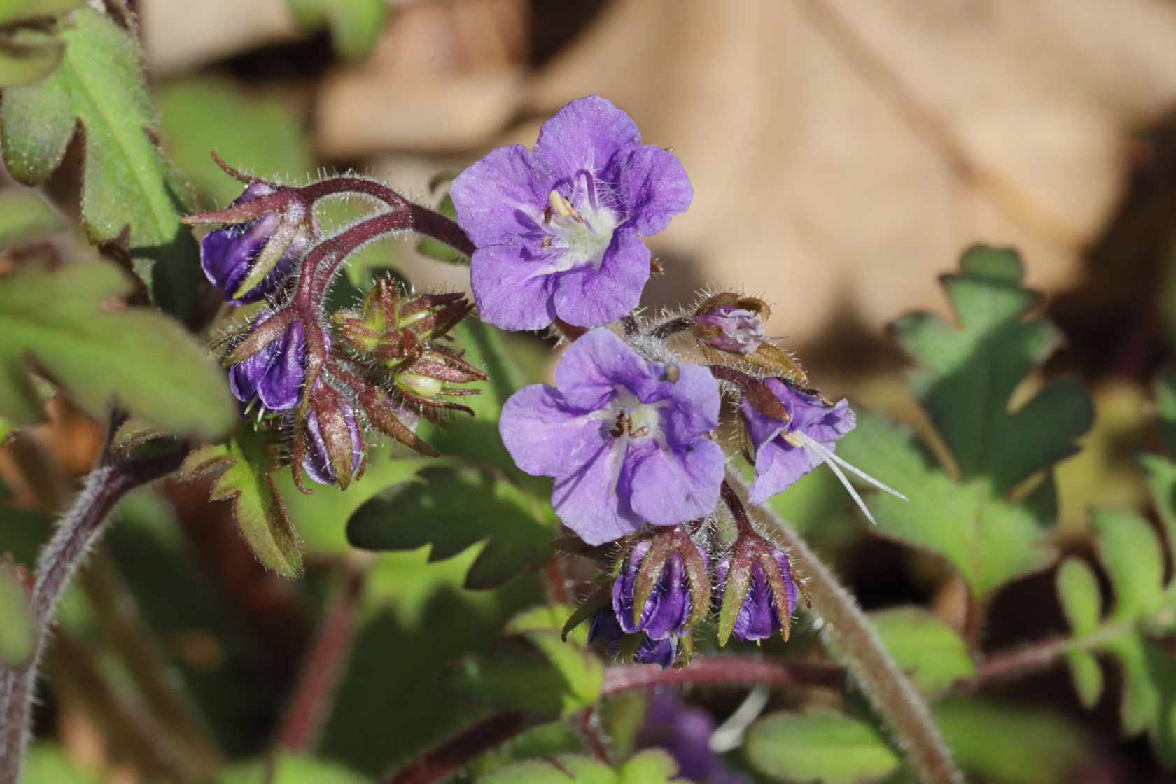 Forest Phacelia