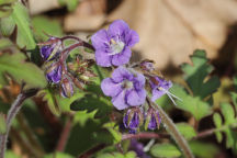 Phacelia bipinnatifida