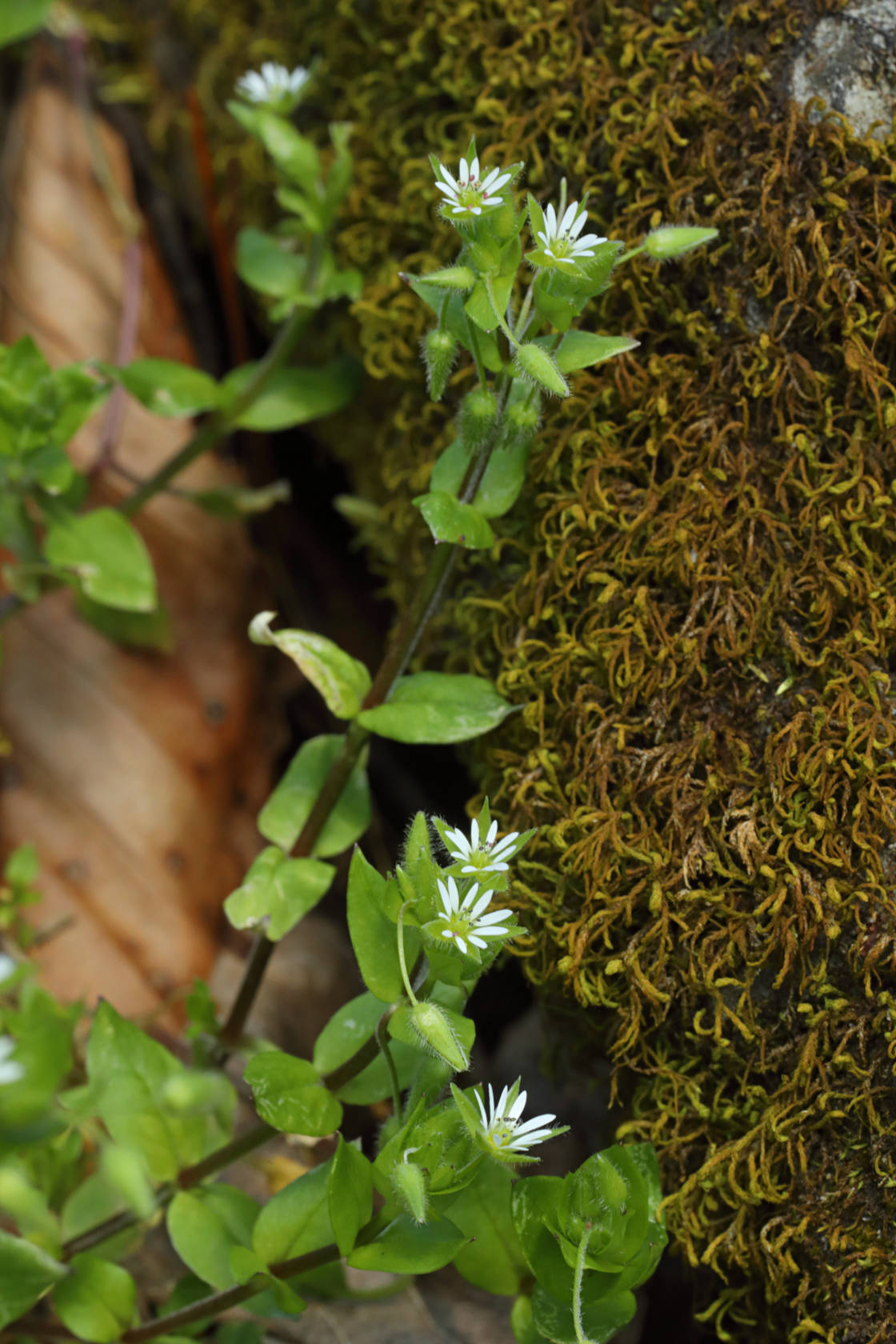 Mouse-Ear Chickweed