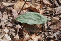 Sussex County Natural Areas