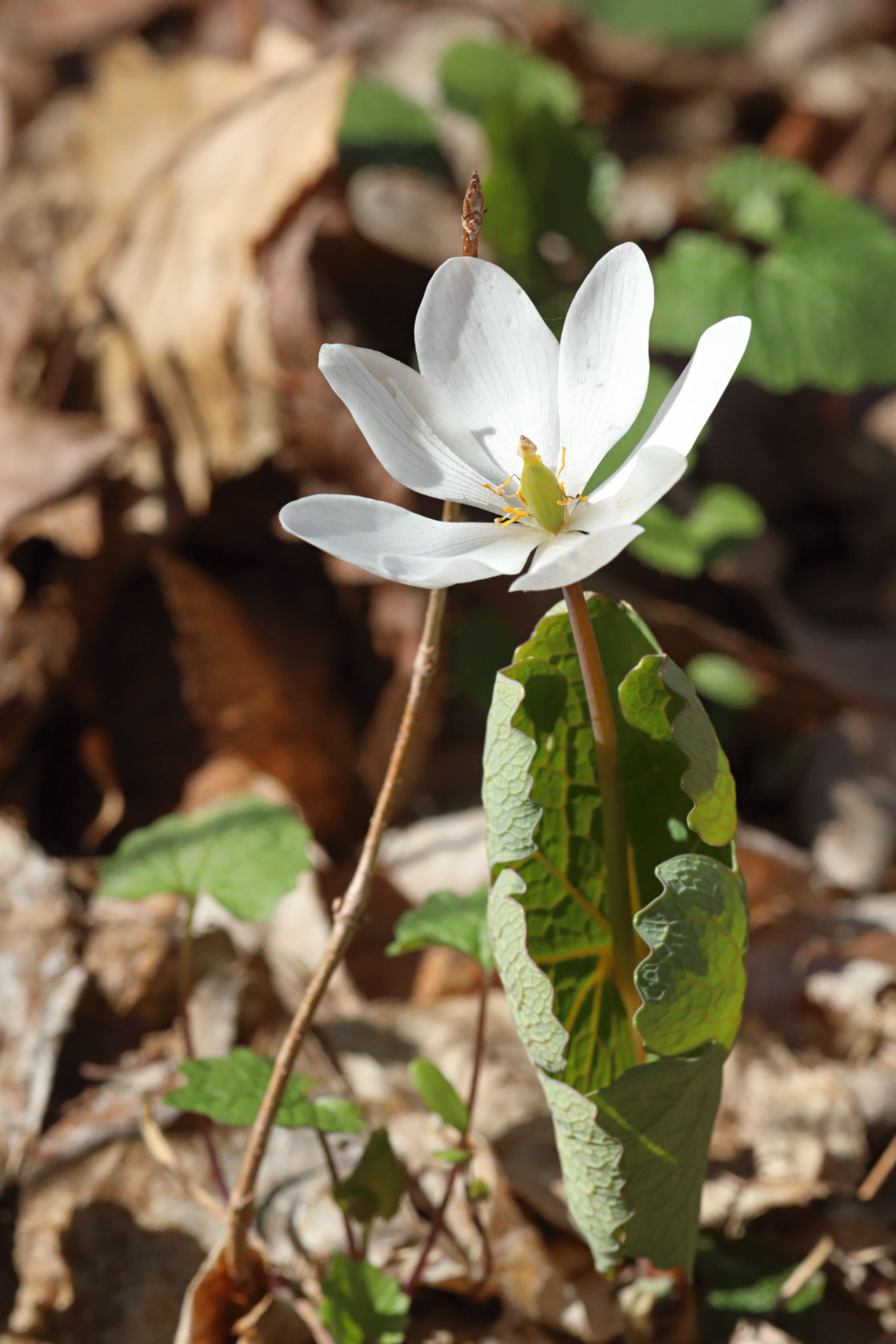 Bloodroot