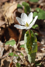 Sanguinaria canadensis