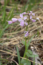Cardamine douglasii