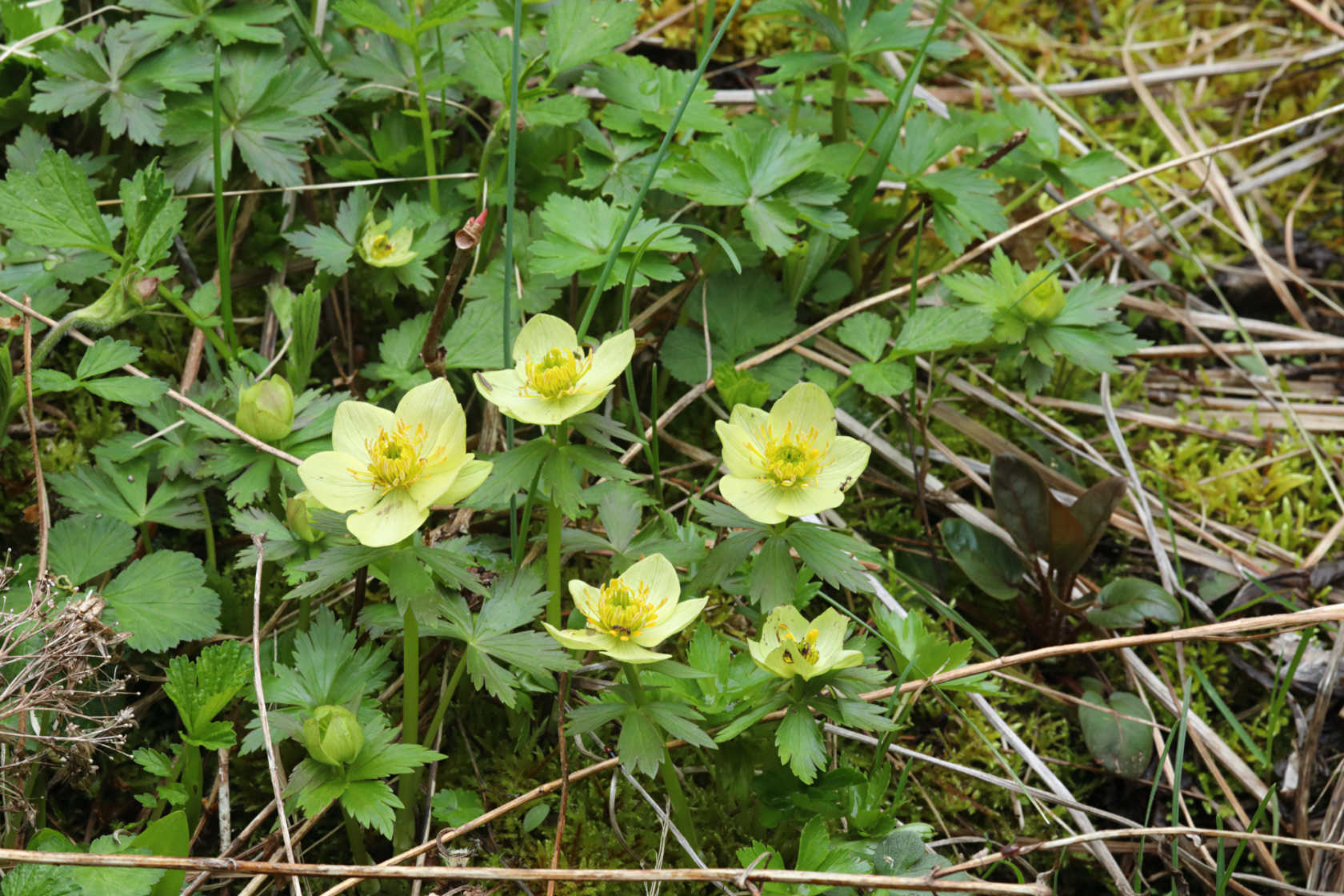 Spreading Globe Flower