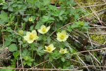 Trollius laxus ssp. laxus