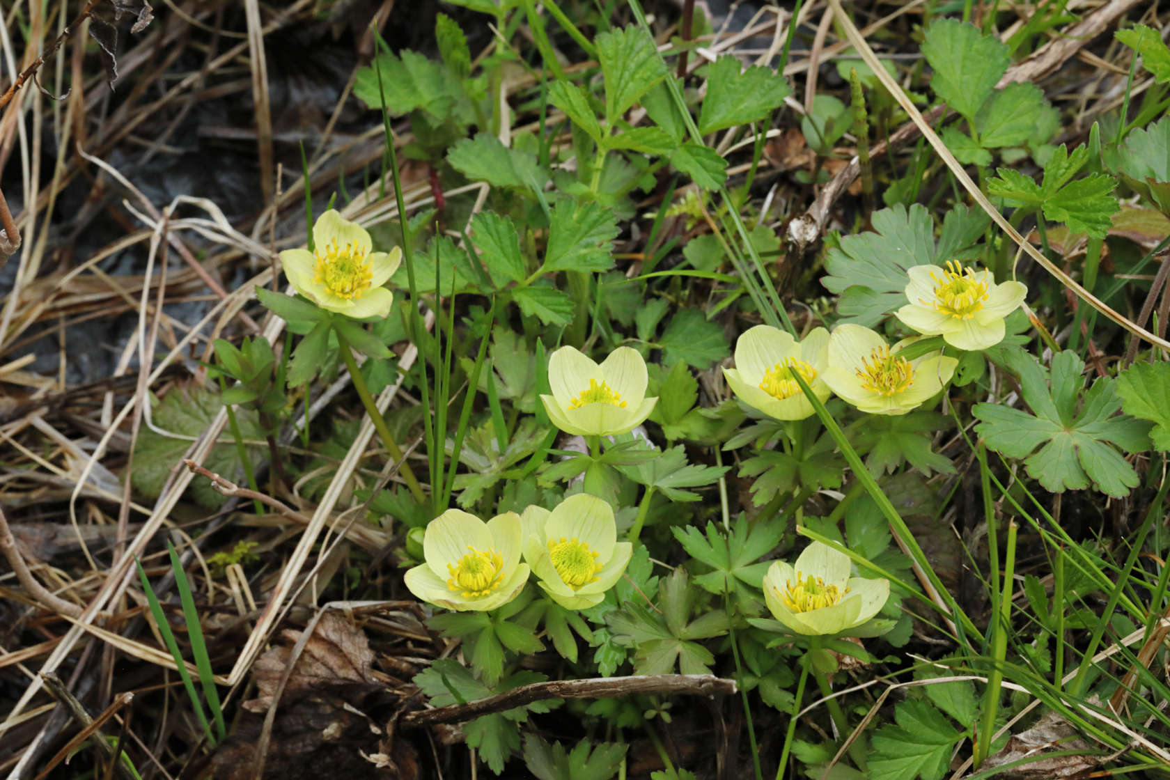 Spreading Globe Flower