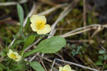 Trollius laxus ssp. laxus
