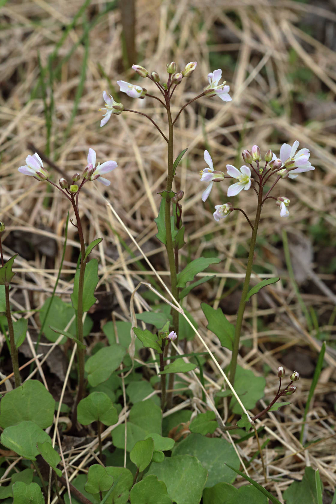 Pink Springcress