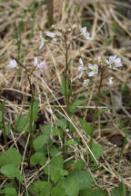Cardamine douglasii