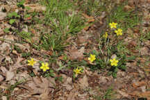 Ranunculus hispidus